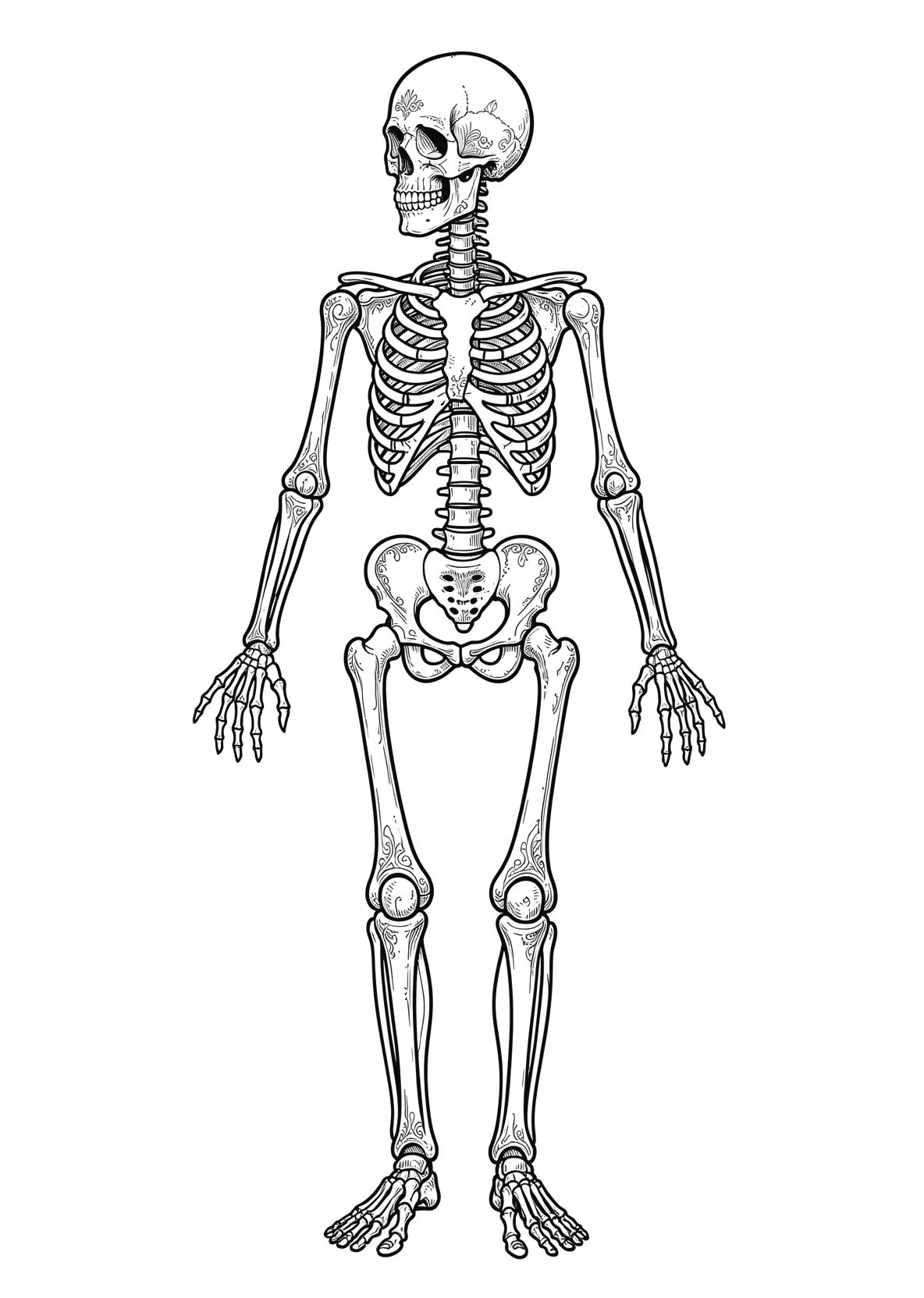 Ausmalbild Das ganze Skelett des Menschen mit Schädel, Wirbelsäule, Rippen, Becken, Arm- und Beinknochen als Strichzeichnung